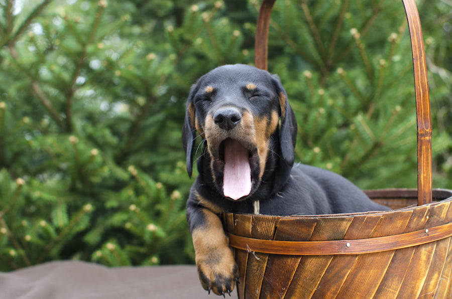 Imię dla psa | Blog o psiej naturze | Po Pieskiemu - skuteczne szkolenia dla psów