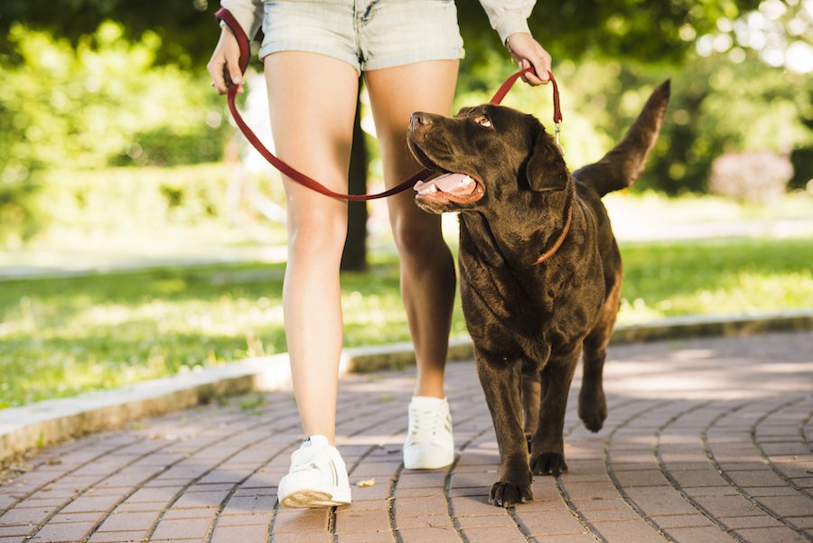 Smycz flexi | Blog o psiej naturze | Po Pieskiemu - skuteczne szkolenia dla psów
