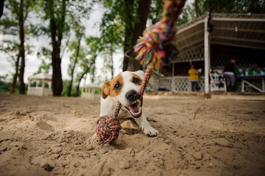 Jak wybrać szarpak dla psa - Blog o psiej naturze | Po Pieskiemu - skuteczne szkolenia dla psów