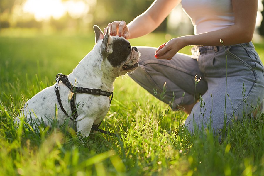Obroża czy szelki dla psa? Blog o psiej naturze | Po Pieskiemu - skuteczne szkolenia dla psów