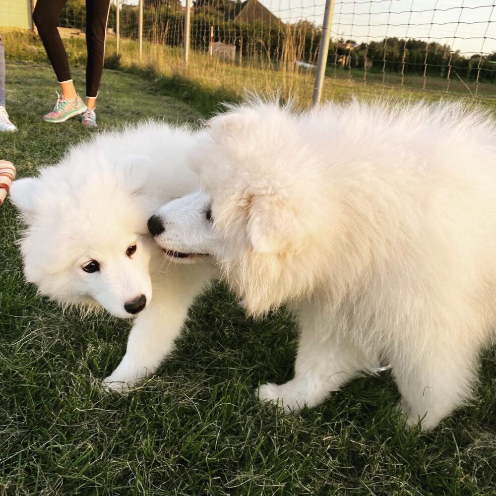 Skuteczne szkolenia dla psów z behawiorystą Piaseczno i Warszawa | Szkolenie dla psów Psie przedszkole